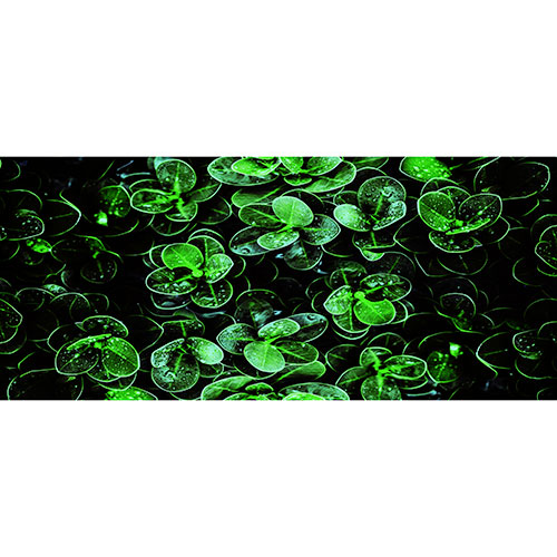 Tela para Quadro Folhas Verde Noturna - Afic18155