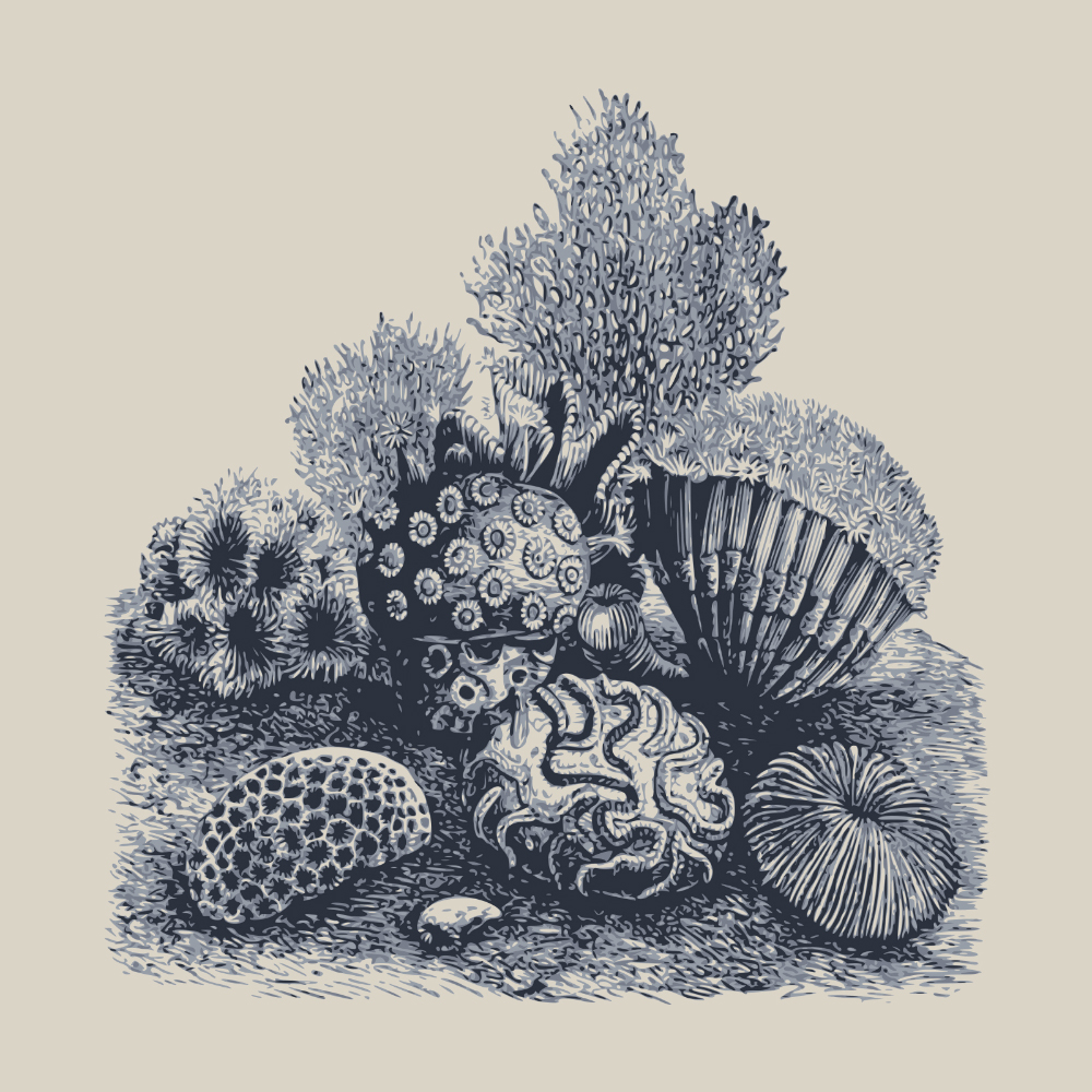 Tela para Quadros Ilustração Preto e Branco com Conchas do Mar - Afic6953