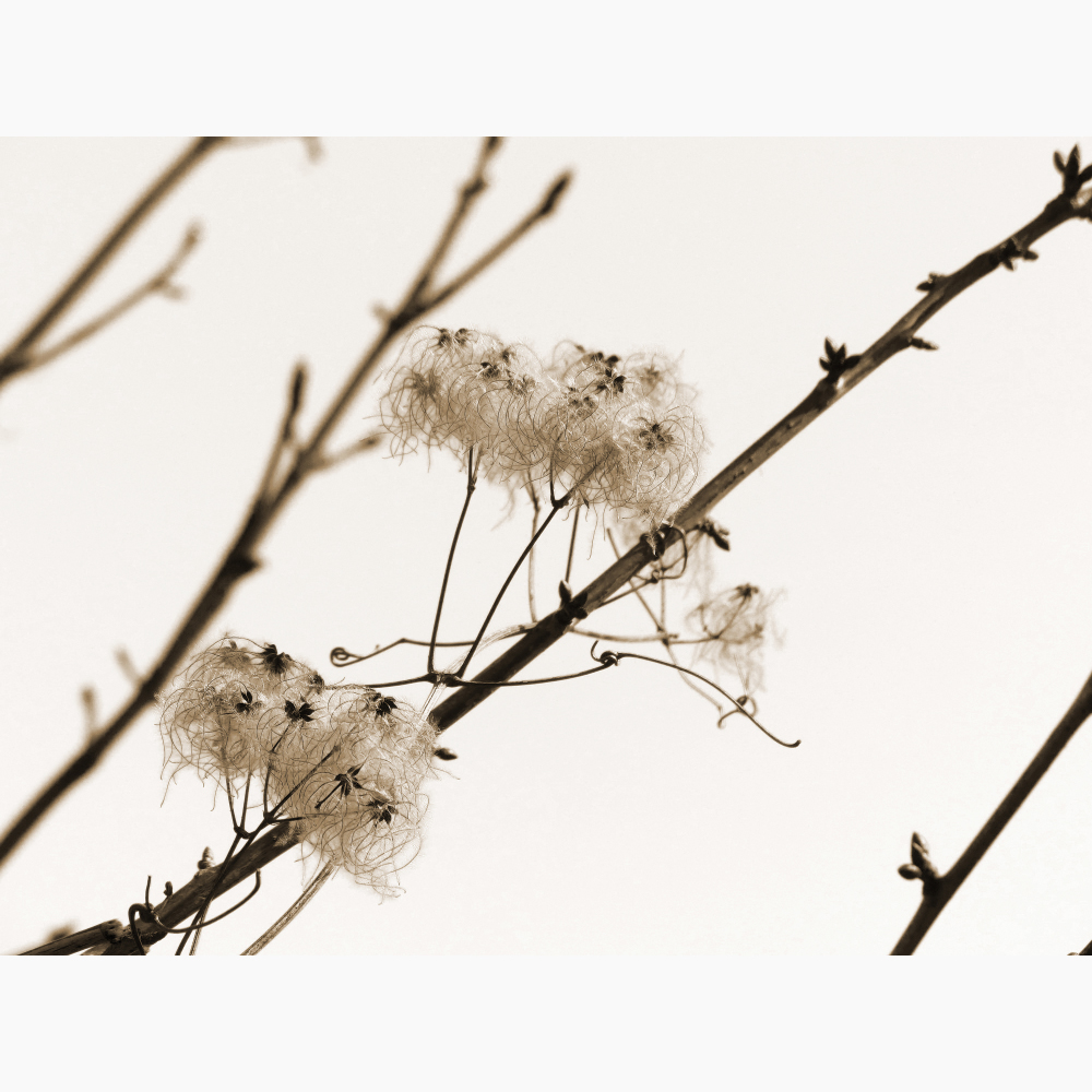 Tela para Quadros Galhos e Flores Frutferas - Afic11495