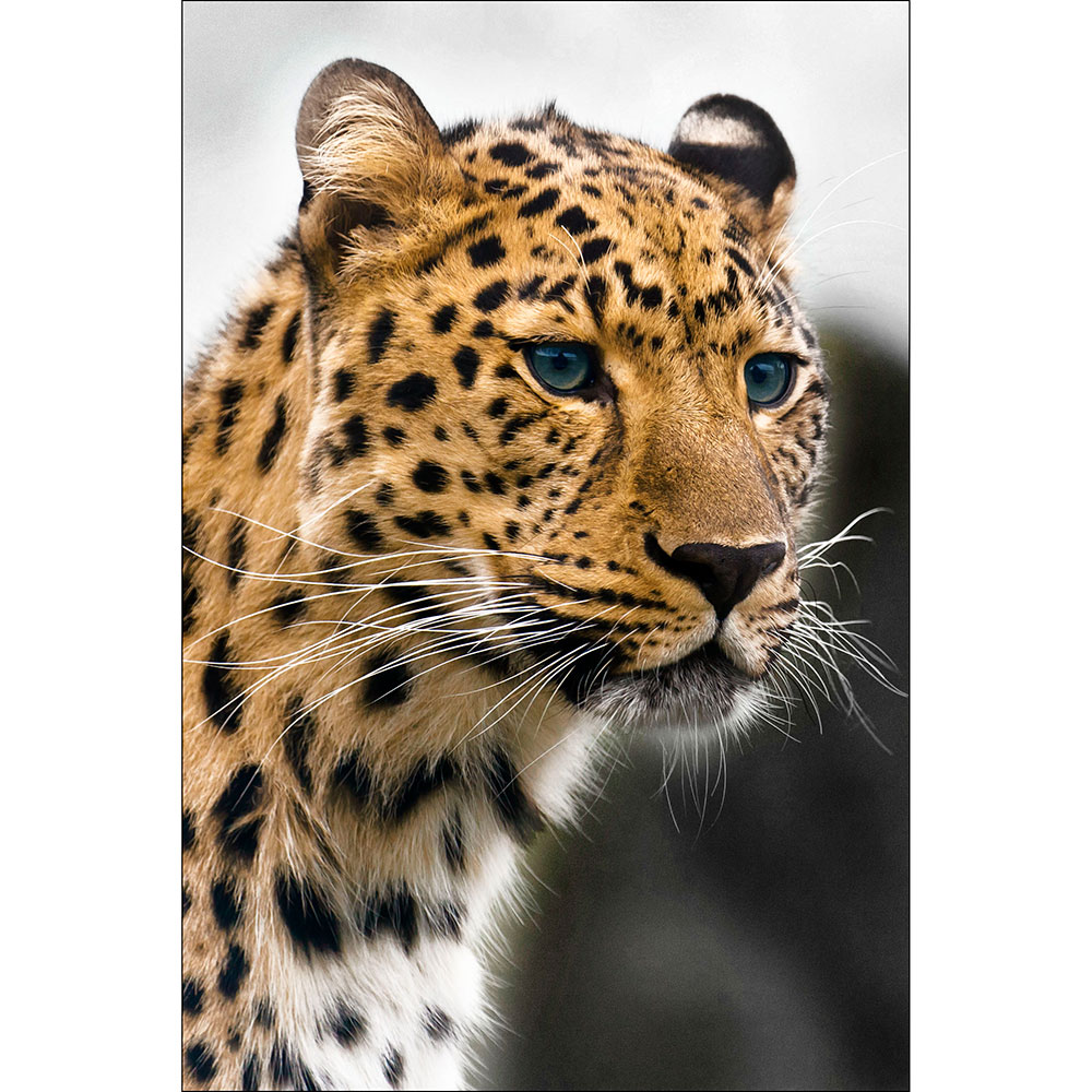 Gravura para Quadros Decorativos Leopardo Animal Selvagem - Afi14607 - 70x100 Cm