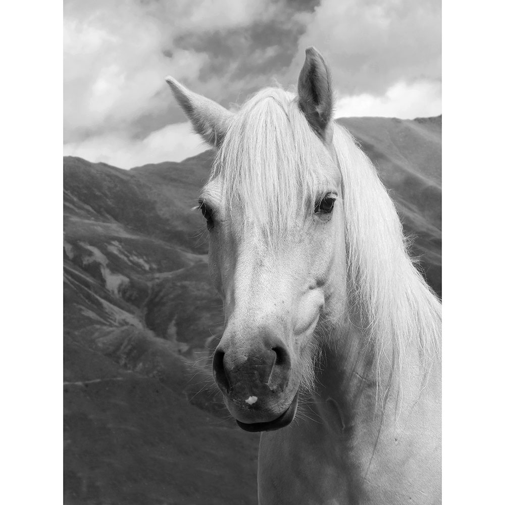 Gravura para Quadros Cavalo Branco Colinas - Afi13534 - 130x170 Cm