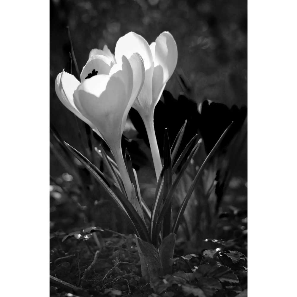 Gravura para Quadros Decorativos Floral Uma Bela Flor Bulbos Narciso - Afi9077