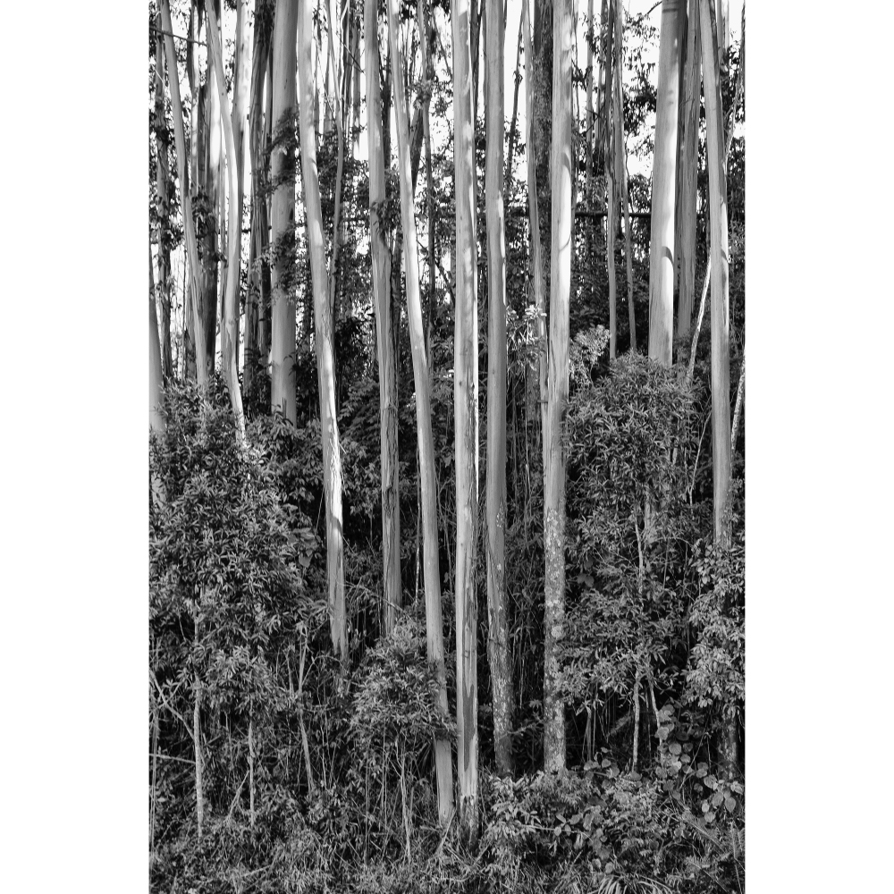 Gravura para Quadros Árvores Eucalipto Santo Antônio do Pinhal Por Dorival Moreira Iii - Afidm110
