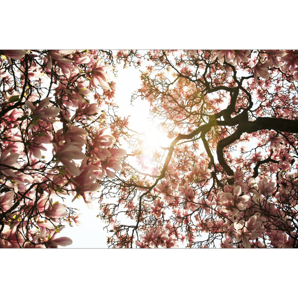 Tela para Quadros Flores de Cerejeira Iluminadas Ao Sol - Afic12041
