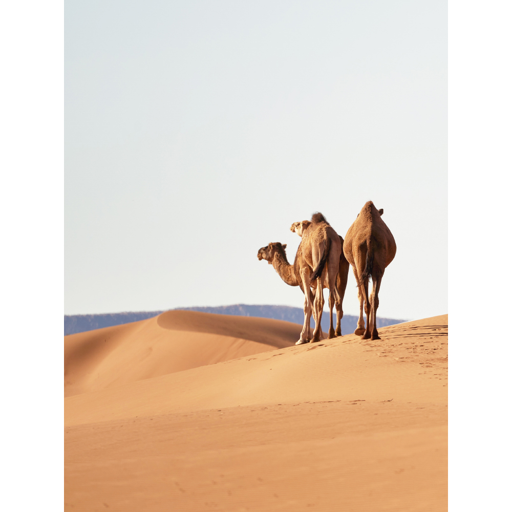 Gravura para Quadros Paisagem Deserto Camelos - Afi10998