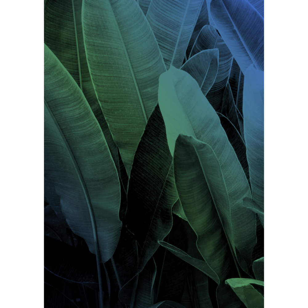 Tela para Quadros Folhas de Bananeiras - Afic11197