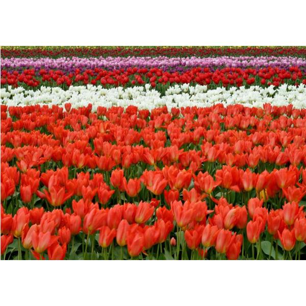 Gravura para Quadros Campo Aberto Florido com Tulipa - Afi2143