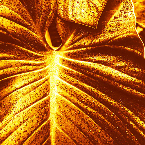 Gravura para Quadros Folha de Imb Dourada - Afi18551