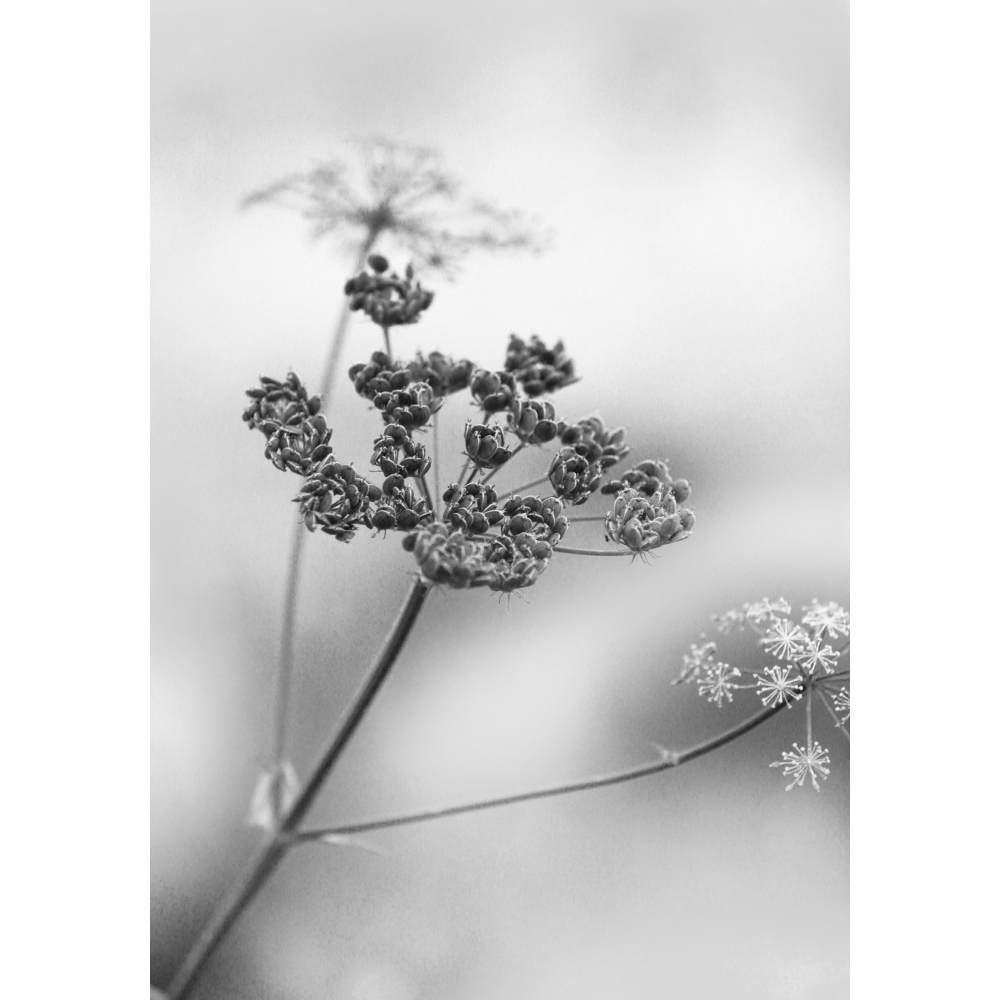 Tela para Quadros Flores Mini Preto e Branco - Afic11232