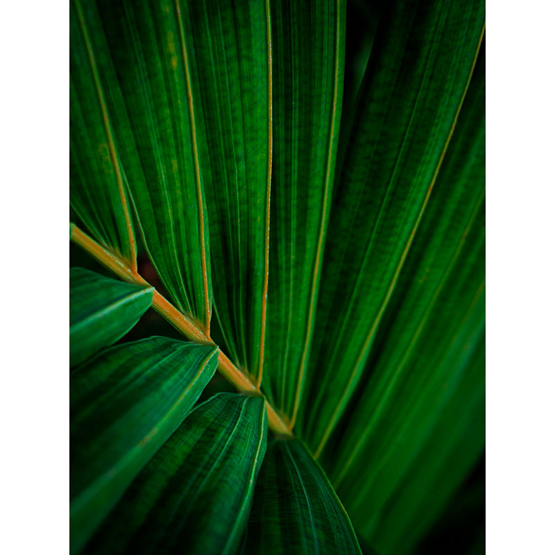 Tela para Quadros Folha Verde de Palmeira Real - Afic18556
