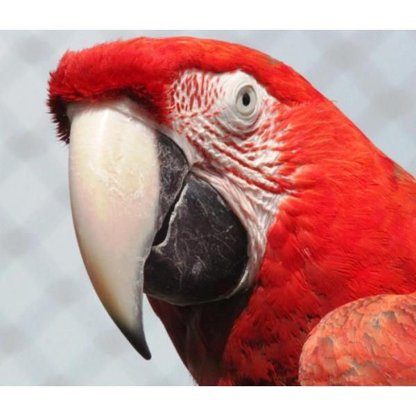 Impressão em Tela para Quadros Papagaio Vermelho - Afic1629 - 66x57 Cm