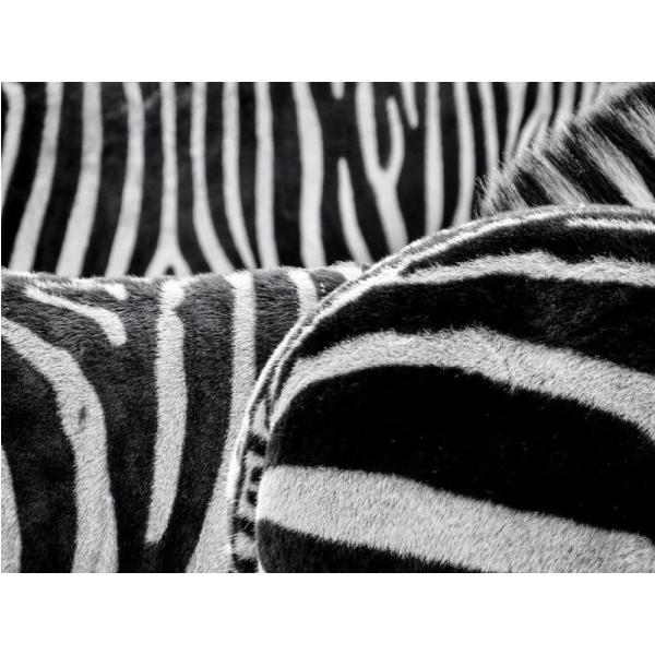 Impresso em Tela para Quadros Zebra Preto e Branco - Afic1724