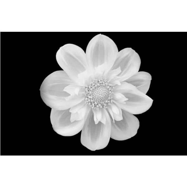 Impresso em Tela para Quadros Floral Crisntemo Branco - Afic2114 - 65x45 Cm