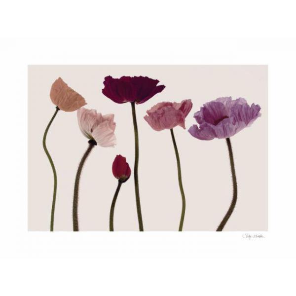 Gravura para Quadros Flores de Papoula Colorida - 074013 - 80x60 Cm