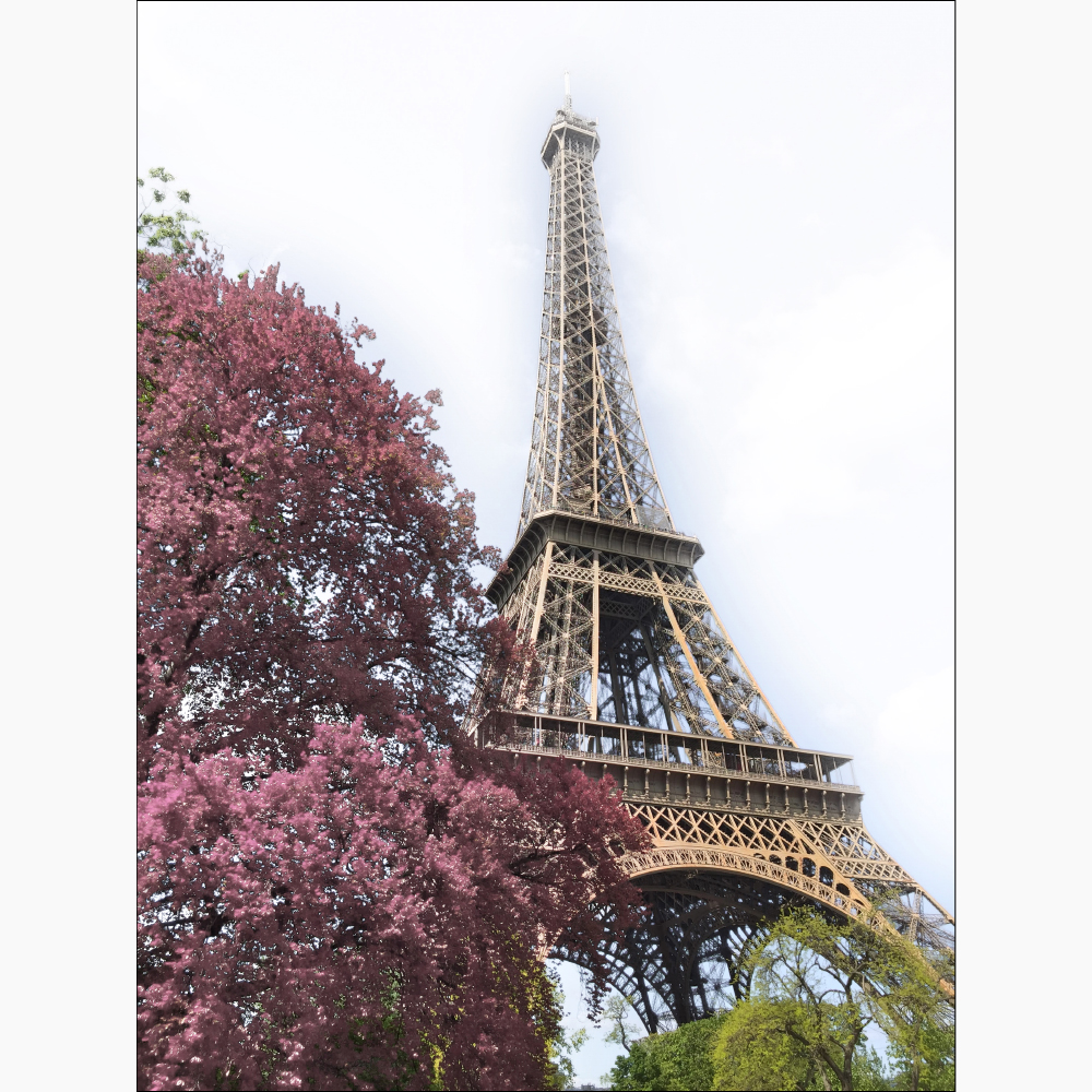 Gravura para Quadros Monumento Torre Eiffel rvore Florida - Afi11504 - 80x100 Cm