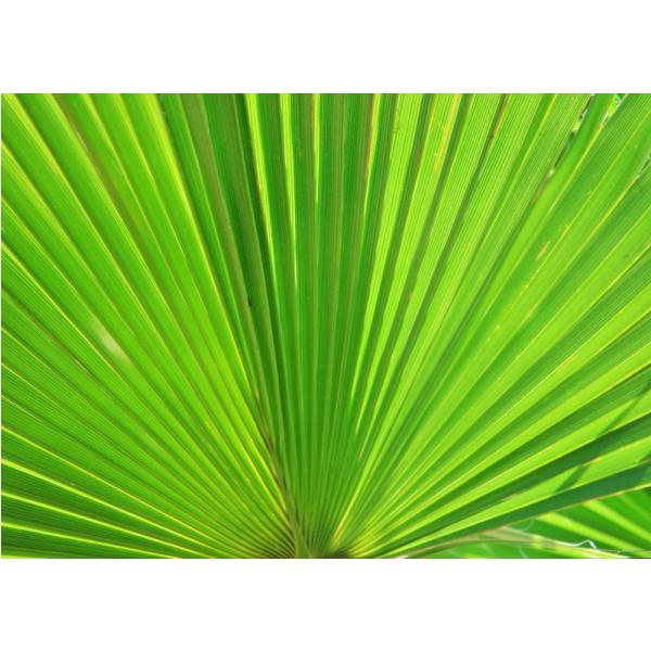 Gravura para Quadros Folha de Palmeira Leque - Afi2107
