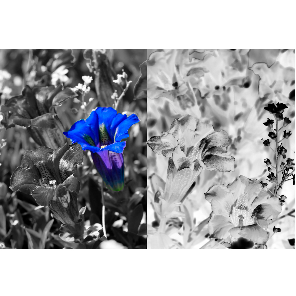 Gravura para Quadros Floral Maravilhoso Liro Azul - Afi7125 - 170x115 Cm