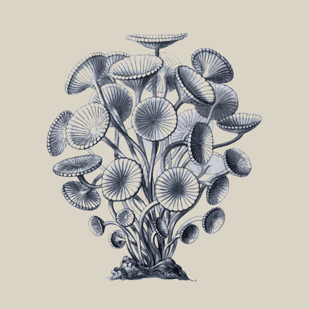 Tela para Quadros Ilustração Preto e Branco Belo Cogumelo Shimejis - Afic6952 