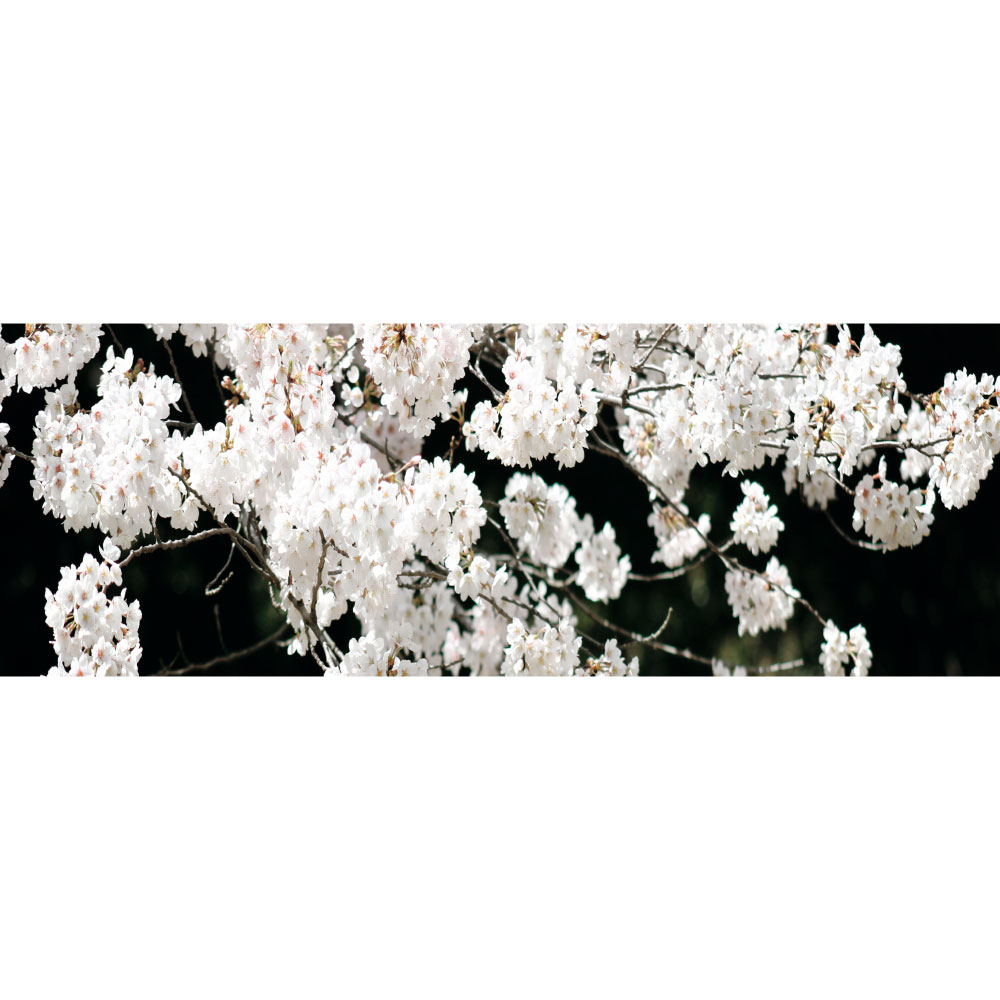 Gravura para Quadros Floral Branca Mini - Afi12622