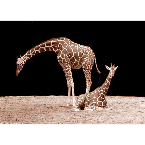 Gravura para Quadros Decorativo Fotografia Noturna Girafas - Afi19069