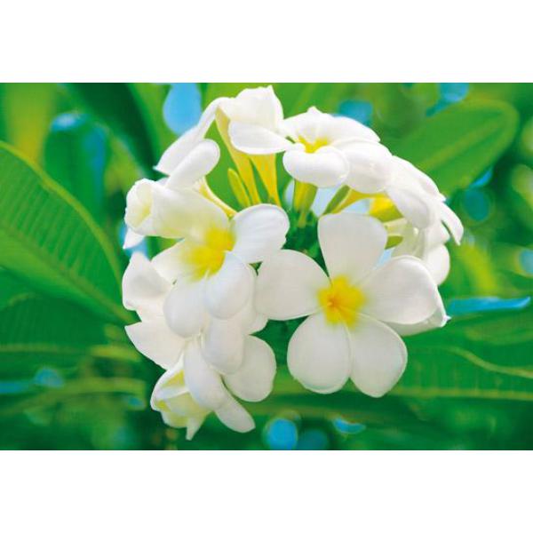 Gravura para Quadros de Parede Flores Frangipani Branca - 366x254 cm
