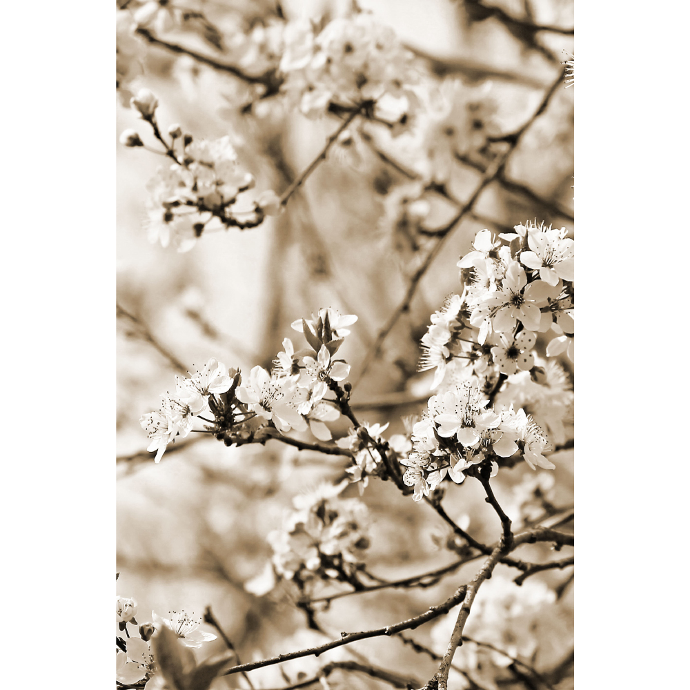 Tela para Quadros Flores de Amendoeira - Afic11187