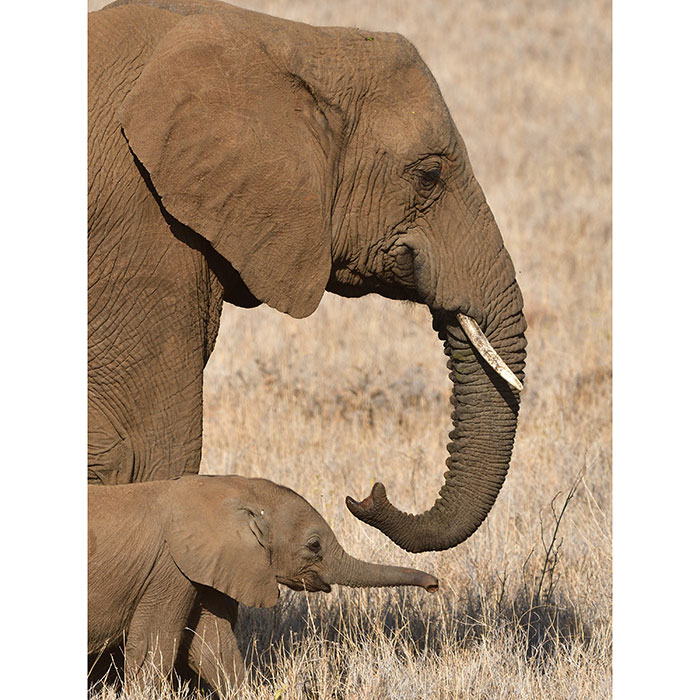 Gravura para Quadros Selva Mame Elefante e Filhote - Afi18224