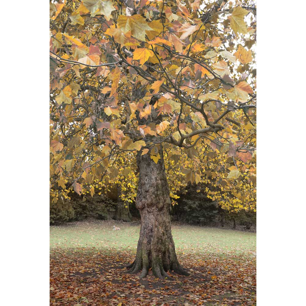 Gravura para Quadros Cores do Outono Árvores Londres Por Dorival Moreira - Afidm209