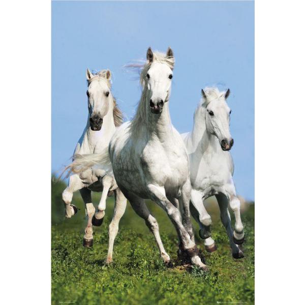 Poster para Quadros Cavalos Correndo 60x90 Cm
