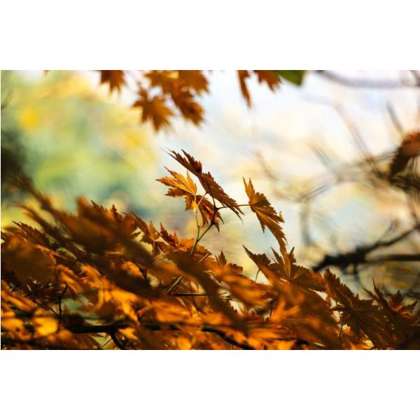 Gravura para Quadros Folhas poca Outono - Afi2088 - 65x45cm