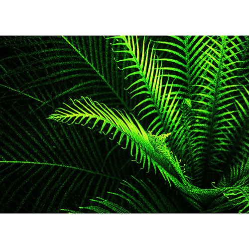 Tela para Quadros Decorativo Vegetao Folhas de Samambaia - Afic18906