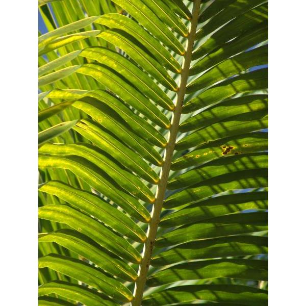 Gravura para Quadros Natureza Folha Palmeira - Afi2921