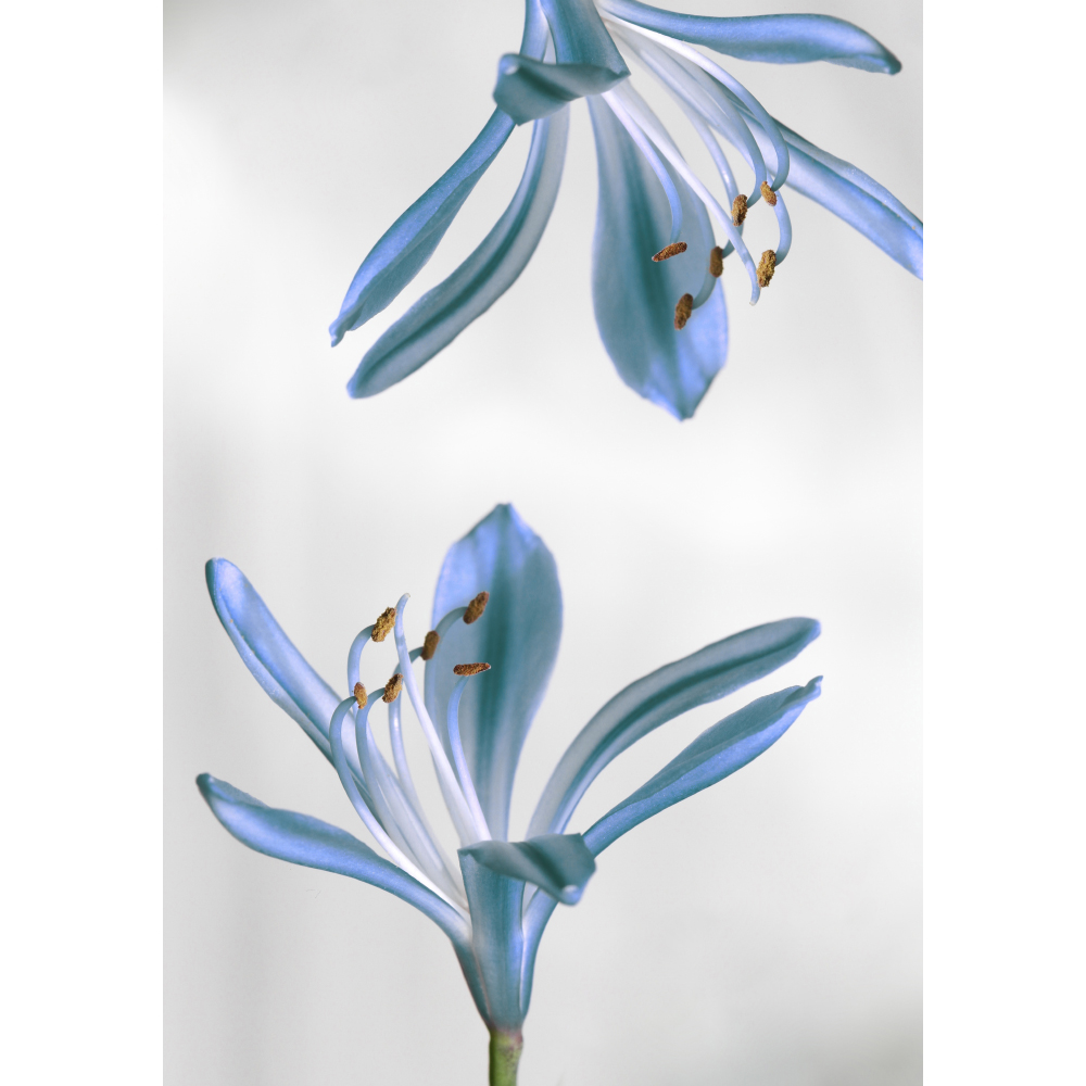 Gravura para Quadros Flores Azul Agapanthus I - Afi11221