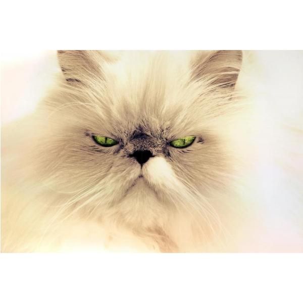 Impresso em Tela para Quadros Gato Branco de Olhos Verdes - Afic523