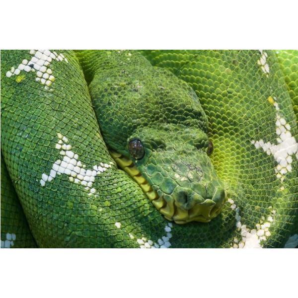 Gravura para Quadros Cobra Verde e Branca - Afi1686