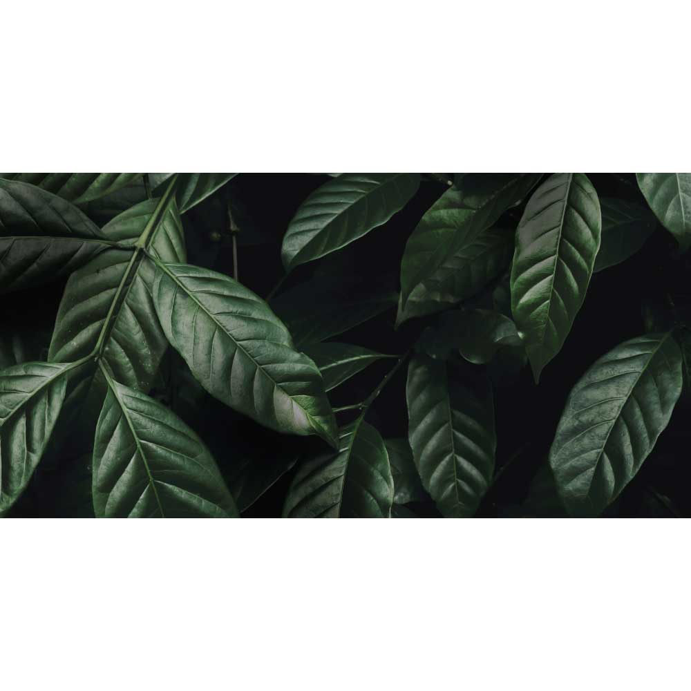 Tela para Quadros Planta com Folhas Verde-escuras - Afic10877