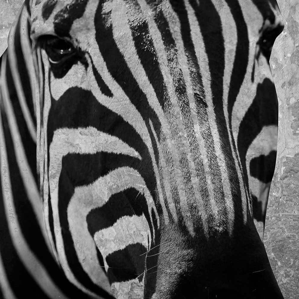Gravura para Quadros Decorativo Face Zebra Listrada Preto e Branco - Afi16751
