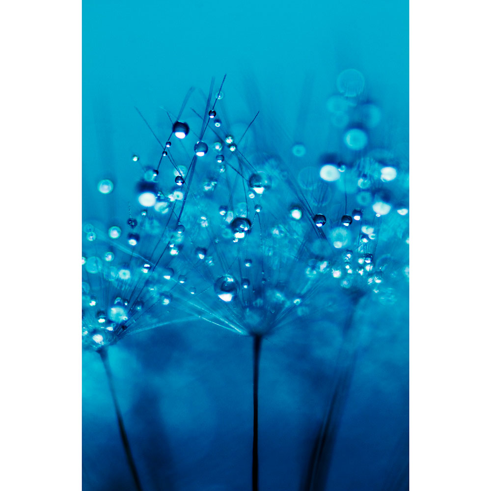 Gravura para Quadros Esboo Floral Fundo Azul - Afi13437