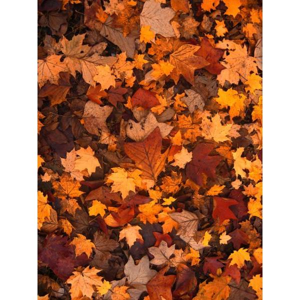 Impresso em Tela para Quadros Folhas de Outono Natural - Afic2106 - 55x75 Cm