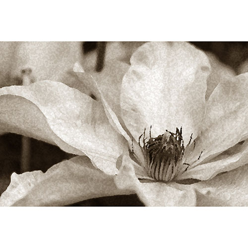 Tela para Quadros Floral Magnolia Preto e Branco - Afic19454