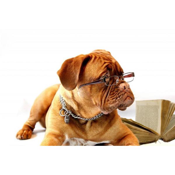 Gravura Impressa para Quadros Pet Bulldog de culos - Afi631 - 89x60 cm