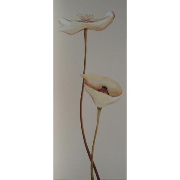 Gravura para Quadros Risco Floral Branco - Ncn4695 - 20x50 Cm