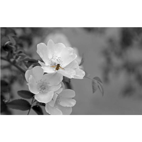 Impresso em Tela para Quadro Rosas Miniatura Preto e Branco - Afic5937