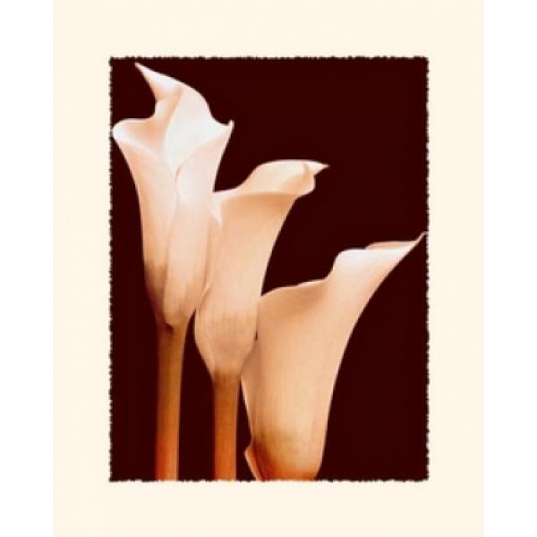 Gravura para Quadros Floral Copo-de-leite - Gr7207 - 40x50 Cm