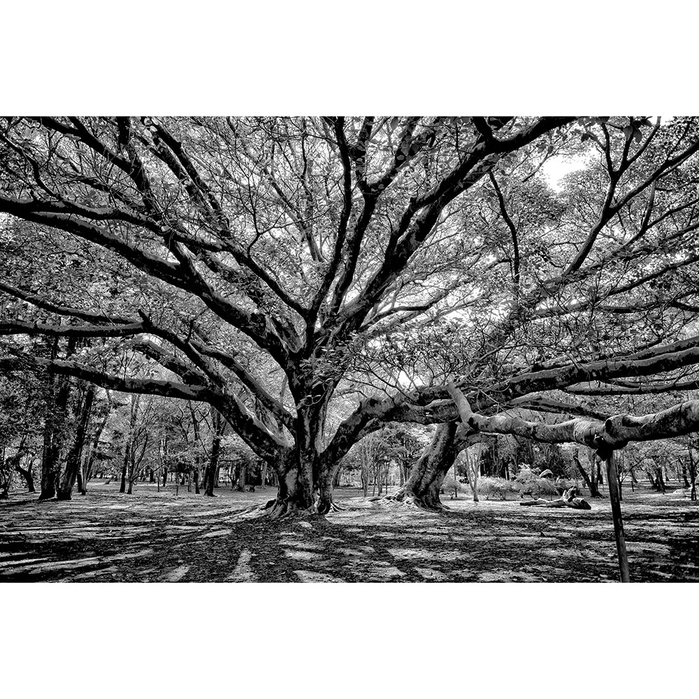 Gravura para Quadros Jardim Árvores de São Paulo Por Dorival Moreira - Afidm020