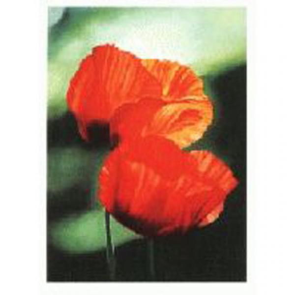 Gravura para Quadros Natureza Verde Tulipa - Ncn861 - 60x80 Cm
