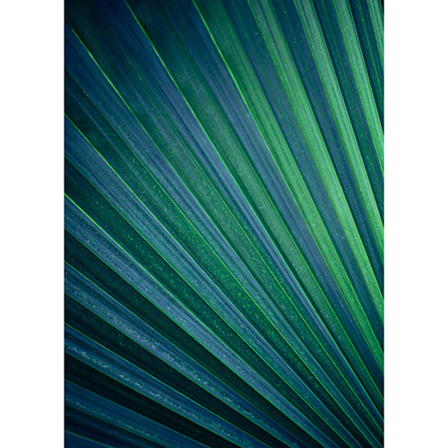 Tela para Quadroso Decorativo Folha de Palmeira Azul - Afic19985
