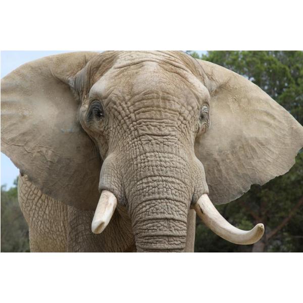 Impresso em Tela para Quadros Face Elefante Na Selva - Afic5921