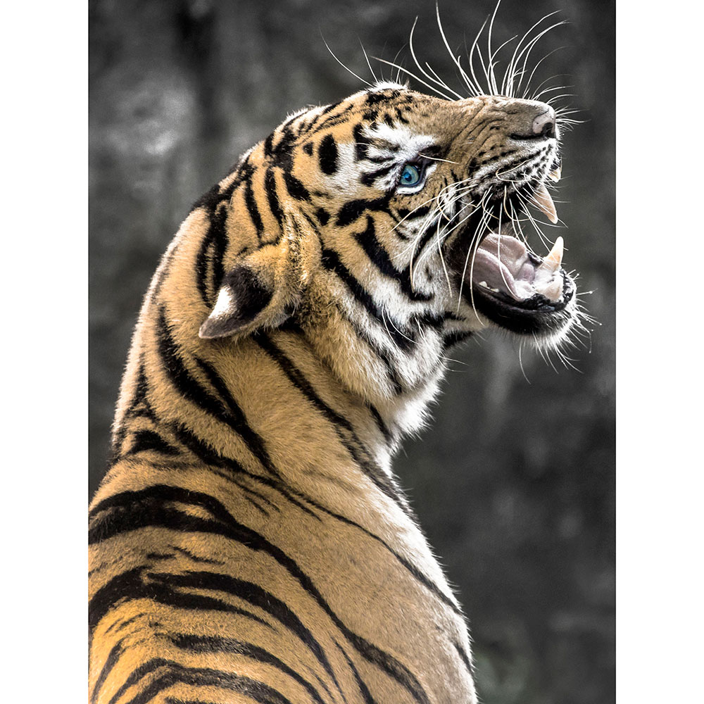 Gravura para Quadros Decorativos Tigre de Bengala Bravo - Afi14608