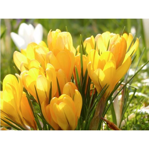 Impresso em Tela para Quadros Decorativos Flores Amarelas - Afic5933